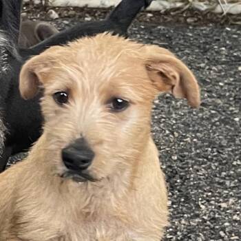 Terrier Dogs Available for Adoption in Green Forest, Arkansas - Shaggy | PetCurious