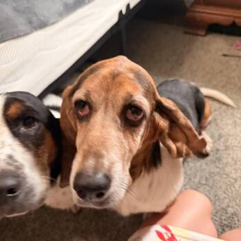 Beretta -  Basset Hound Dog for Adoption in Columbia, South Carolina - Beretta | PetCurious