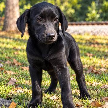 Harley -  Golden Retriever and Labrador Retriever Dog for Adoption in Lucedale, Mississippi - Harley | PetCurious