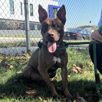 Rescue Pit Bull Terrier Dogs for Adoption in Philadelphia, Pennsylvania - Ace | PetCurious