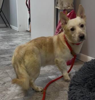 Corgi and Husky Dogs Available for Adoption - BUDSTER | PetCurious