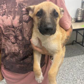 Fawn: 3336 -  German Shepherd Dog and Norwegian Elkhound Dog for Adoption in Fairmont, West Virginia - Fawn: 3336 | PetCurious
