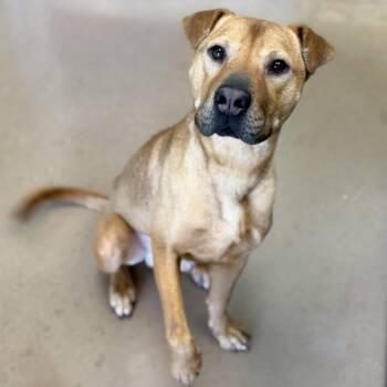 Rescue Shar Pei and Labrador Retriever Dogs for Adoption in Kyle, Texas - NACHO | PetCurious