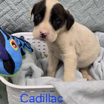 Mixed Breed Dogs Available for Adoption in Jacksboro, Tennessee - Cadillac | PetCurious