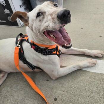 Freckles -  Mixed Breed Dog for Adoption in Springboro, Ohio - Freckles | PetCurious