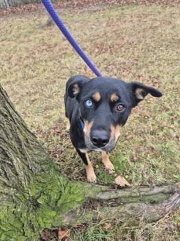 Rescue Rottweiler and Mixed Breed Dogs for Adoption in Valley View, Ohio - Jewel | PetCurious