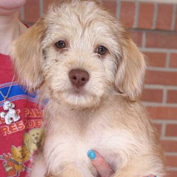 Blizzard -  Maltese and Beagle Dog for Adoption in Carrollton, Texas - Blizzard | PetCurious