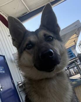 German Shepherd Dog Dogs Available for Adoption - Lucy -- URGENT! | PetCurious