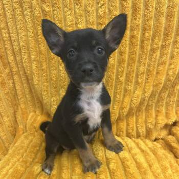 Tchaikovsky -  Terrier and Mixed Breed Dog for Adoption in Kanab, Utah - Tchaikovsky | PetCurious