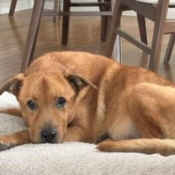 Retriever Dogs Available for Adoption - Waylin | PetCurious