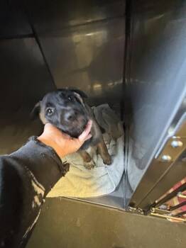 German Shepherd Dog and Mixed Breed Dogs Available for Adoption in Santa Cruz, California - TITAN* | PetCurious