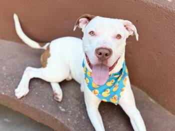Shrub -  Mixed Breed Dog for Adoption in New York, New York - Shrub | PetCurious