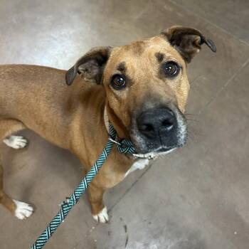 Abeliene -  Rhodesian Ridgeback and Mixed Breed Dog for Adoption in Flagstaff, Arizona - Abeliene | PetCurious