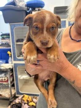 Winnie -  Mixed Breed Dog for Adoption in Beatrice, Nebraska - Winnie | PetCurious