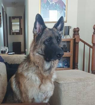 Ruby -  German Shepherd Dog Dog for Adoption in Toronto, Ontario - Ruby | PetCurious
