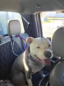 American Bulldog Dogs Available for Adoption in Disputanta, Virginia - Incredible Hulk | PetCurious