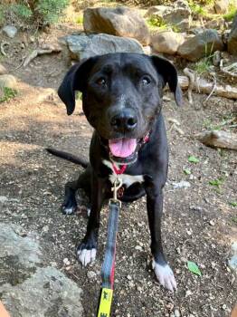 Mixed Breed Dogs Available for Adoption in Fruit Heights, Utah - Jack | PetCurious