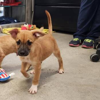 Talya -  Terrier Dog for Adoption in New Rochelle, New York - Talya | PetCurious