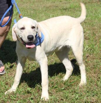 ViVi (Neutered) (Photos October 1st 2026) -  Yellow Labrador Retriever Dog for Adoption in Marietta, Ohio - ViVi (Neutered) (Photos October 1st 2026) | PetCurious