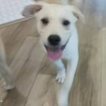 Labrador Retriever and German Shepherd Dog Dogs Available for Adoption in Liverpool, Texas - Finn | PetCurious