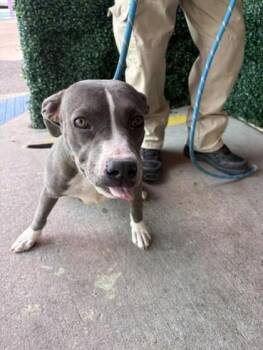 Ling Ling -  Pit Bull Terrier and Mixed Breed Dog for Adoption in El Paso, Texas - Ling Ling | PetCurious