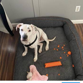 Pit Bull Terrier and Dalmatian Dogs Available for Adoption - Junie  | PetCurious