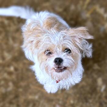 Kayla -  Shih Tzu and Mixed Breed Dog for Adoption in Boerne, Texas - Kayla | PetCurious