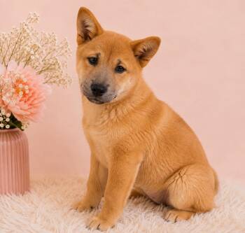 Hoisin -  Chow Chow Dog for Adoption in Palo Alto, California - Hoisin | PetCurious