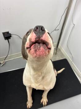 Pit Bull Terrier and Terrier Dogs Available for Adoption in Hartsville, South Carolina - Ace | PetCurious