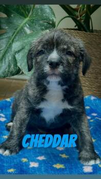 Pit Bull Terrier Dogs Available for Adoption in Clay, New York - Cheddar | PetCurious