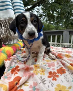 Copper -  Australian Shepherd and Border Collie Dog for Adoption - Copper | PetCurious
