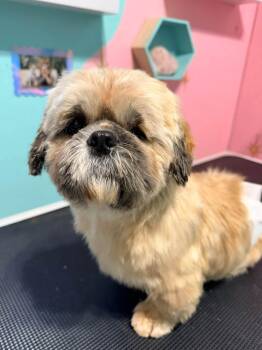 Figaro -  Shih Tzu Dog for Adoption in Eugene, Oregon - Figaro | PetCurious