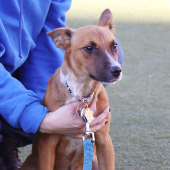 Rescue Mixed Breed Dogs for Adoption in Port Washington, New York - Liam | PetCurious