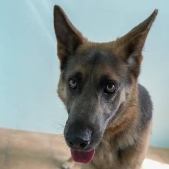 German Shepherd Dog Dogs Available for Adoption - Finn 4512 | PetCurious