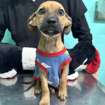 Mixed Breed Dogs Available for Adoption in Guaynabo, Guaynabo - Lorenzo | PetCurious