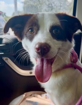 Snowball -  Border Collie and Australian Shepherd Dog for Adoption in Pompano Beach, Florida - Snowball | PetCurious