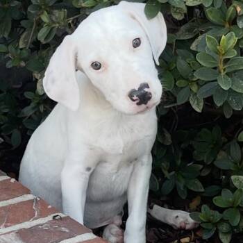 Casper -  English Pointer and Labrador Retriever Dog for Adoption in Atlanta, Texas - Casper | PetCurious