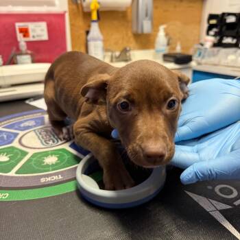 Brownie -  Mixed Breed Dog for Adoption in Wahiawa, Hawaii - Brownie | PetCurious
