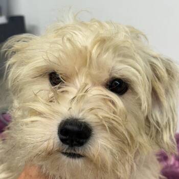 Fluffy Mamma -  Schnauzer and Poodle Dog for Adoption in Chariton, Iowa - Fluffy Mamma | PetCurious