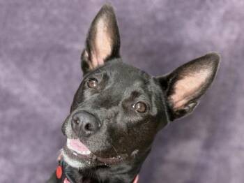 Kirby -  Bull Terrier and Mixed Breed Dog for Adoption in Portland, Oregon - Kirby | PetCurious