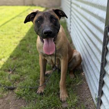 Belgian Shepherd Malinois Dogs Available for Adoption in Modesto, California - HEIDI | PetCurious