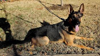 German Shepherd Dog Dogs Available for Adoption - Ammo | PetCurious