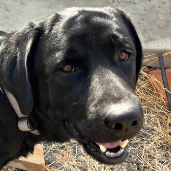 Albe -  Labrador Retriever Dog for Adoption in Concord, California - Albe | PetCurious