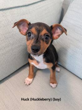 Huck (Huckleberry) -  Chihuahua and Miniature Pinscher Dog for Adoption in Poway, California - Huck (Huckleberry) | PetCurious