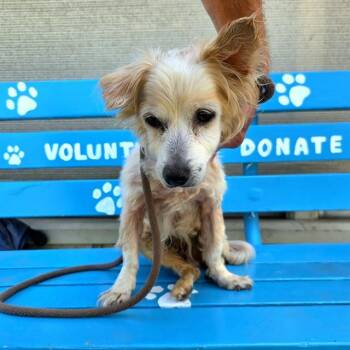 CHONG -  Papillon and Mixed Breed Dog for Adoption in Long Beach, California - CHONG | PetCurious