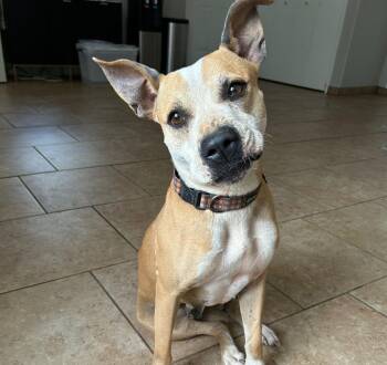Rescue Boxer Dogs for Adoption in Marble Falls, Texas - Pearl | PetCurious