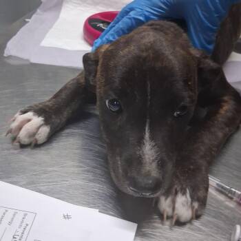 Honda -  Mixed Breed Dog for Adoption in Summerville, South Carolina - Honda | PetCurious