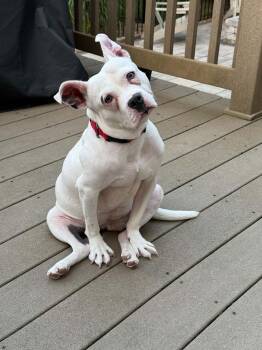 Sugar -  Pit Bull Terrier Dog for Adoption in Shermans Dale, Pennsylvania - Sugar | PetCurious