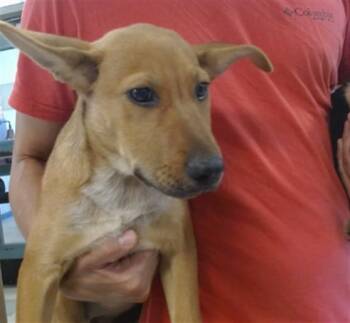 A479775 -  German Shepherd Dog Dog for Adoption in Oklahoma City, Oklahoma - A479775 | PetCurious
