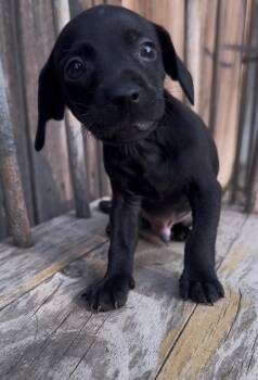 Rolex -  Chihuahua Dog for Adoption in Severance, Colorado - Rolex | PetCurious